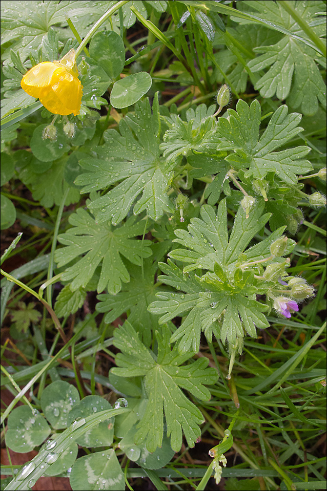 Image of Small-flowered Cranesbill