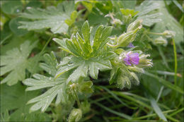 Image of Small-flowered Cranesbill