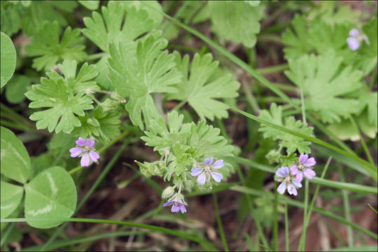 Image of Small-flowered Cranesbill