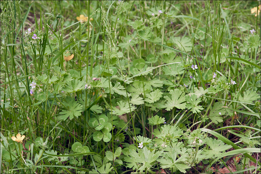 Image of Small-flowered Cranesbill