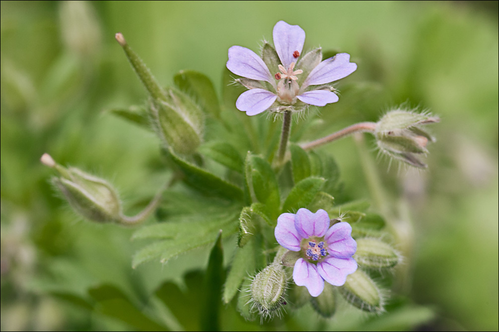 Image of Small-flowered Cranesbill