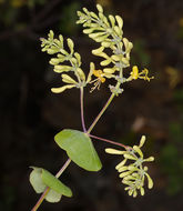 Image of chaparral honeysuckle