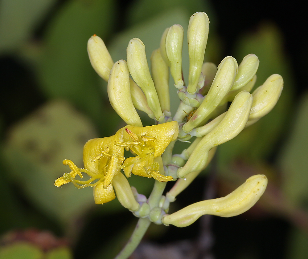 Image of chaparral honeysuckle