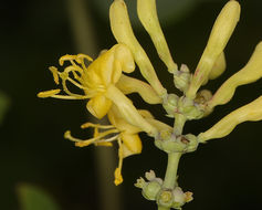 Image of chaparral honeysuckle