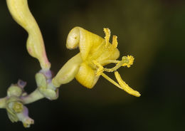 Image of chaparral honeysuckle