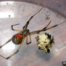 Sivun Latrodectus geometricus C. L. Koch 1841 kuva