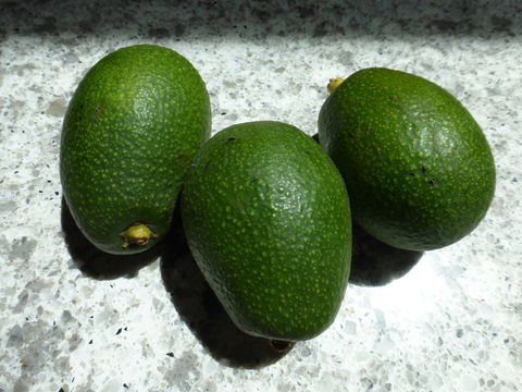 Image of avocado