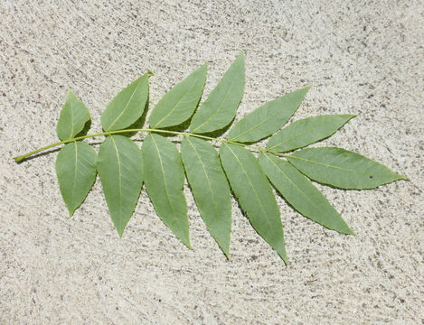 Image of Northern California Black Walnut