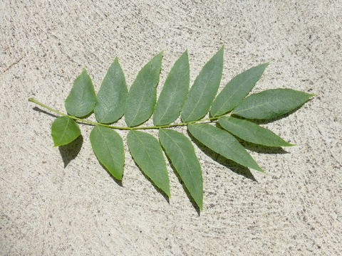 Image de Juglans californica S. Wats.