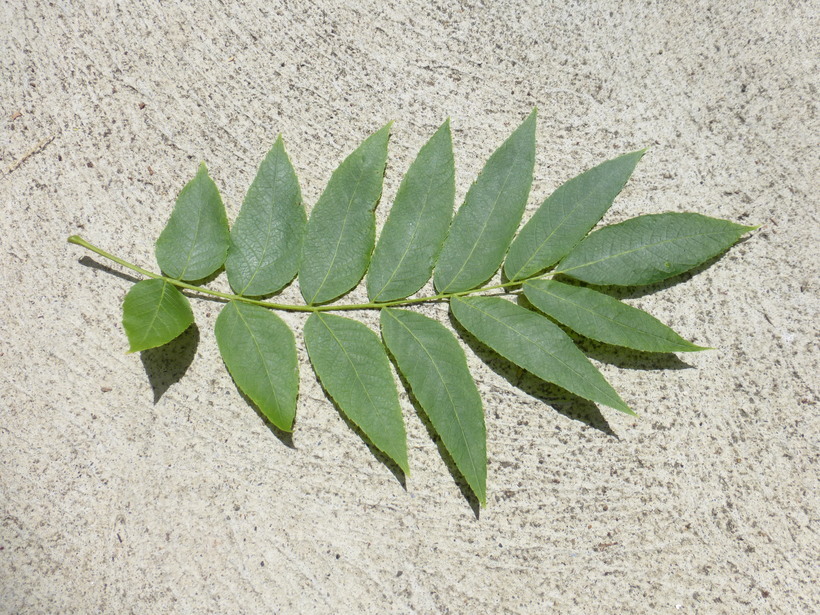 Image of Northern California Black Walnut