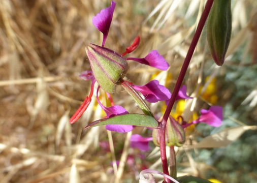 Image of elegant clarkia