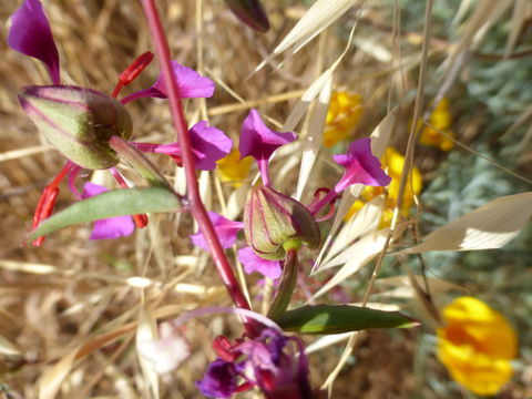 Image of elegant clarkia