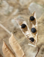 Image of fodder vetch