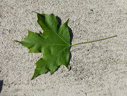 Image of sugar maple