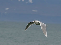 Image of Glaucous Gull