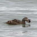 Image of Eider