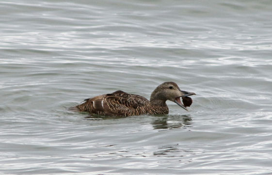 Image de Eider à duvet