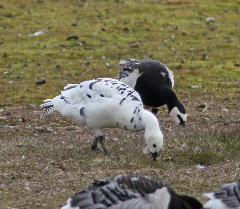 Image of Barnacle Goose