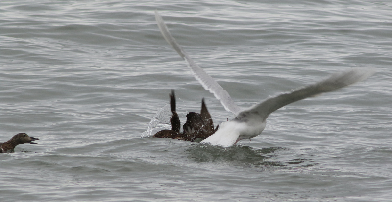 Image of Glaucous Gull