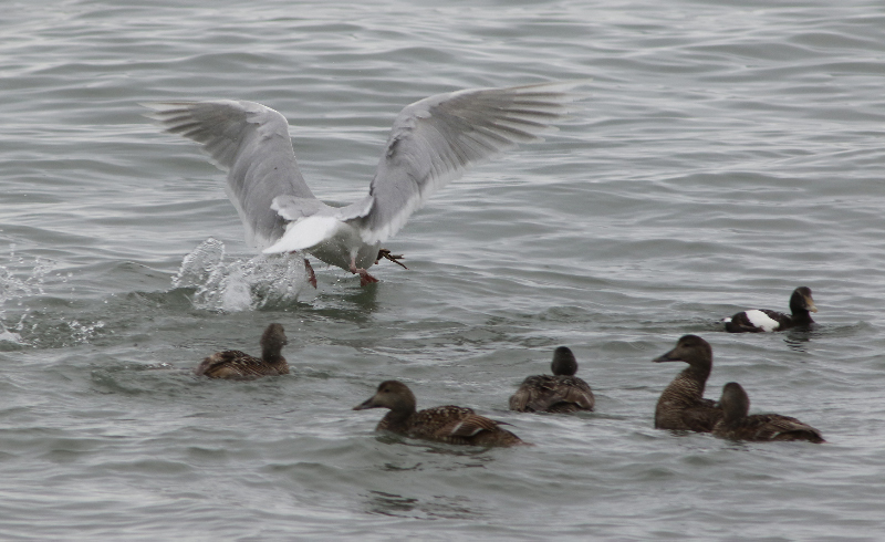 Image of Glaucous Gull