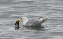 Image of Glaucous Gull