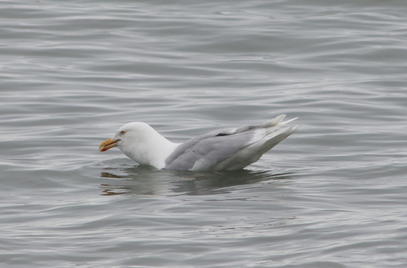 Image of Glaucous Gull