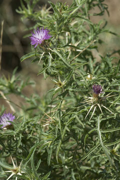 Centaurea calcitrapa L. resmi