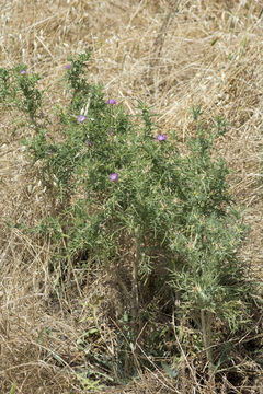 Centaurea calcitrapa L. resmi