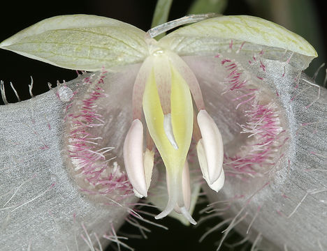 Image de Calochortus albus (Benth.) Douglas ex Benth.