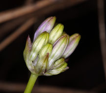 Image of Bridges' brodiaea