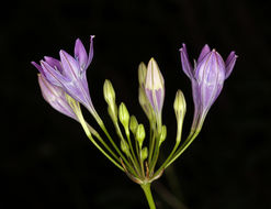 Image of Bridges' brodiaea