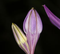 Sivun Triteleia bridgesii (S. Watson) Greene kuva