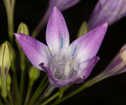 Image of Bridges' brodiaea