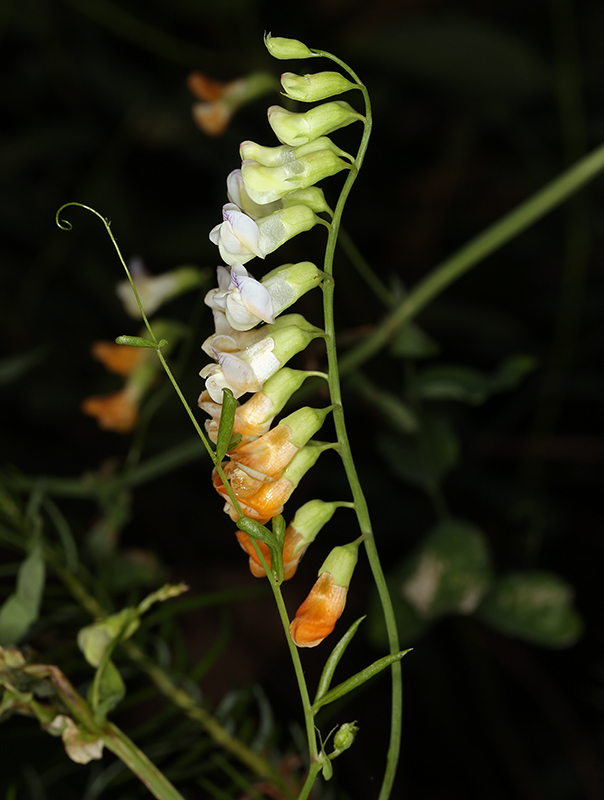 Imagem de Lathyrus sulphureus A. Gray