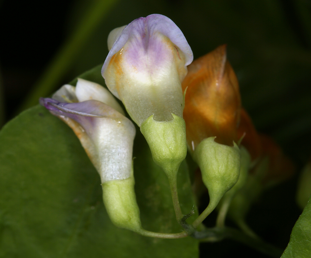 Imagem de Lathyrus sulphureus A. Gray