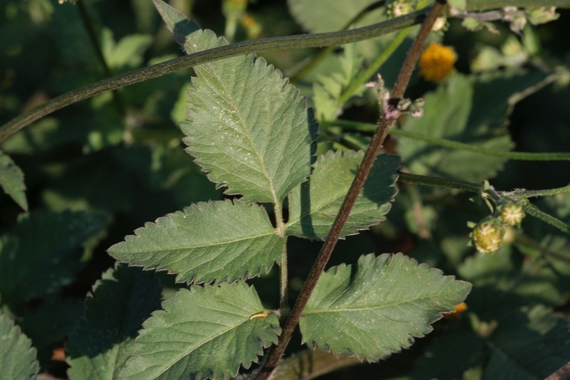 Image de Bidens pilosa L.