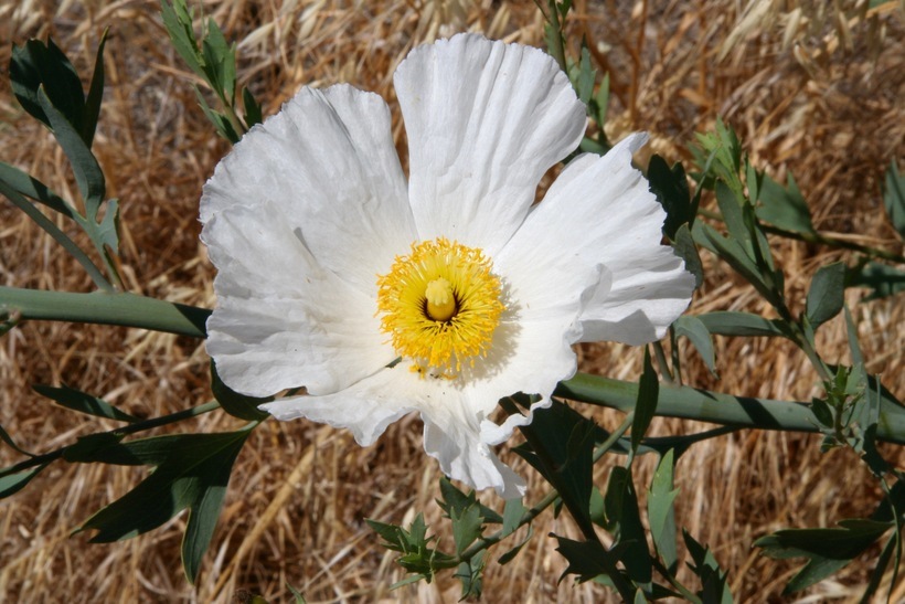 صورة Romneya coulteri Harv.