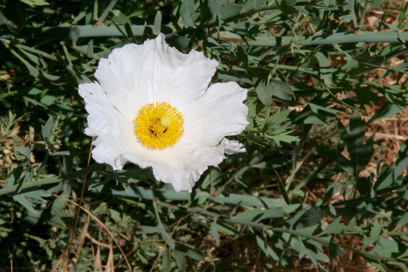 صورة Romneya coulteri Harv.