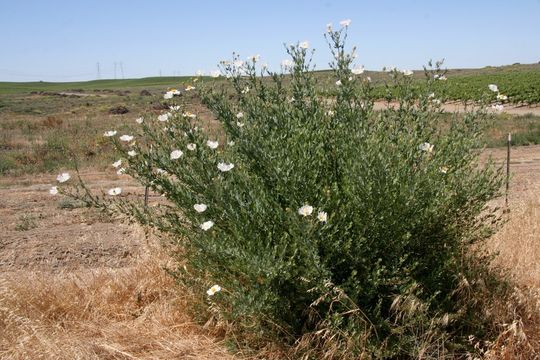 Image of Coulter's Matilija poppy