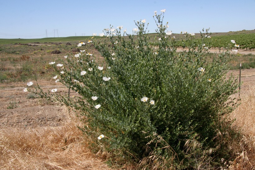 صورة Romneya coulteri Harv.