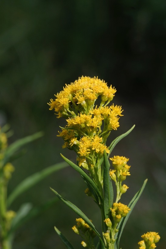 Image of arrowleaf ragwort