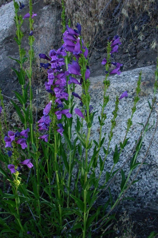 Image of royal penstemon