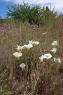 Imagem de Calochortus leichtlinii Hook. fil.