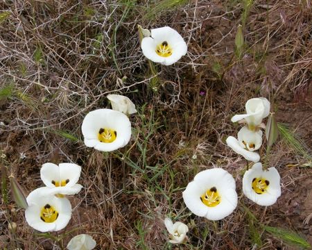 Calochortus leichtlinii Hook. fil. resmi