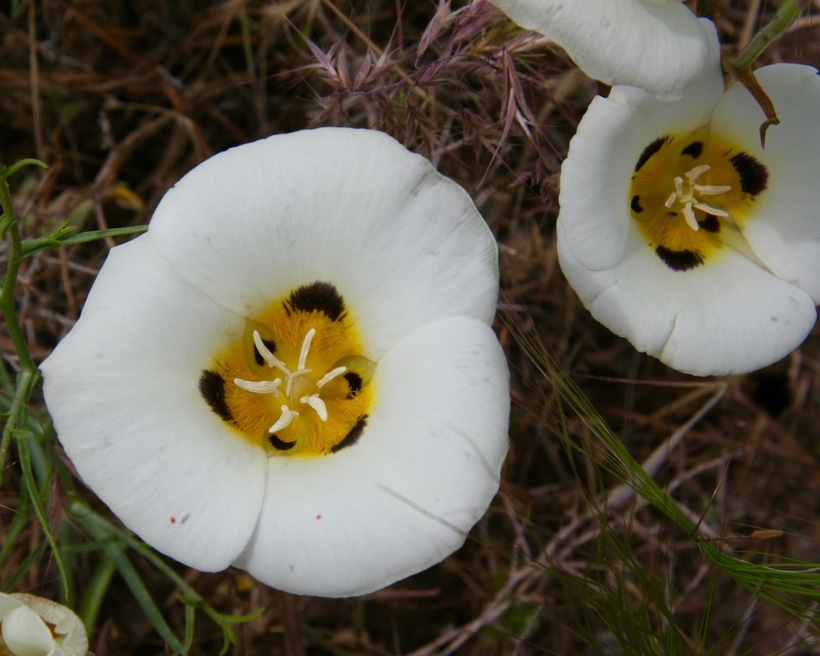 Calochortus leichtlinii Hook. fil. resmi