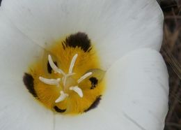 Calochortus leichtlinii Hook. fil. resmi