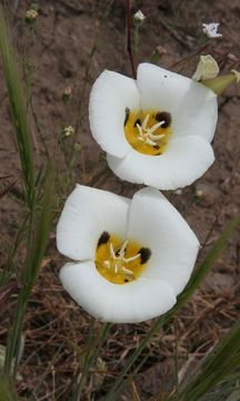 Calochortus leichtlinii Hook. fil. resmi