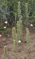 Phacelia heterophylla var. virgata (Greene) R. D. Dorn的圖片