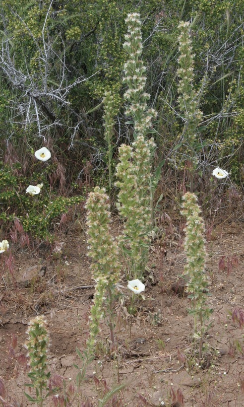 Image of varileaf phacelia