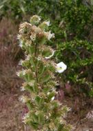 Phacelia heterophylla var. virgata (Greene) R. D. Dorn的圖片